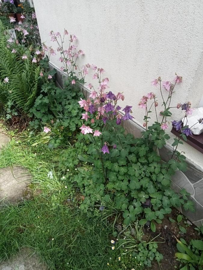 Casa Crisandri Busteni 호텔 외부 사진